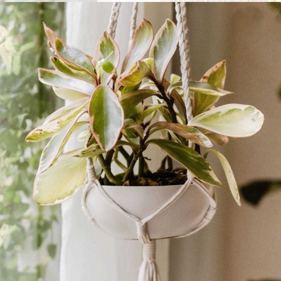 Macrame Plant Hanger - Picture 3 of 4